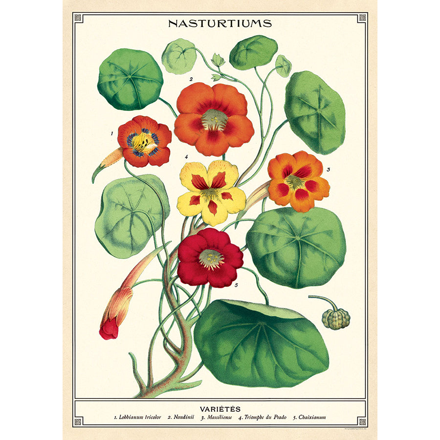 Nasturtiums Poster/Wrap