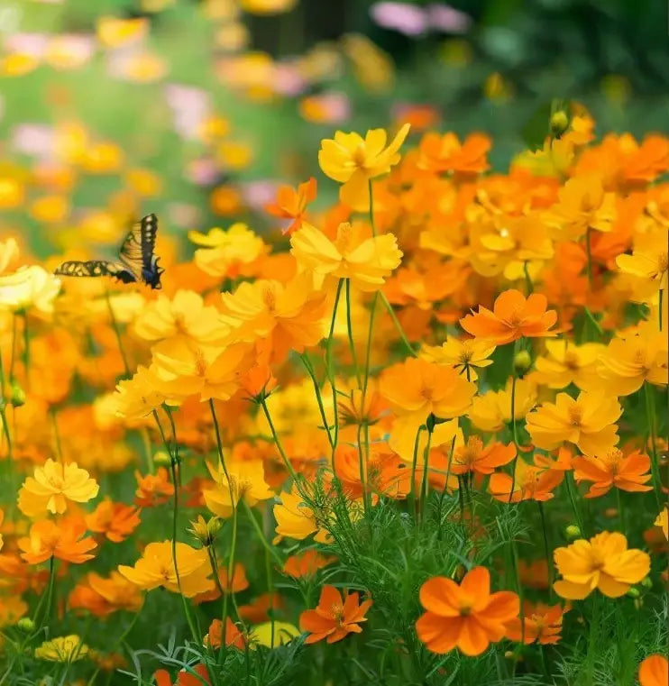 Cosmos Flower Garden Pollinator Seeds