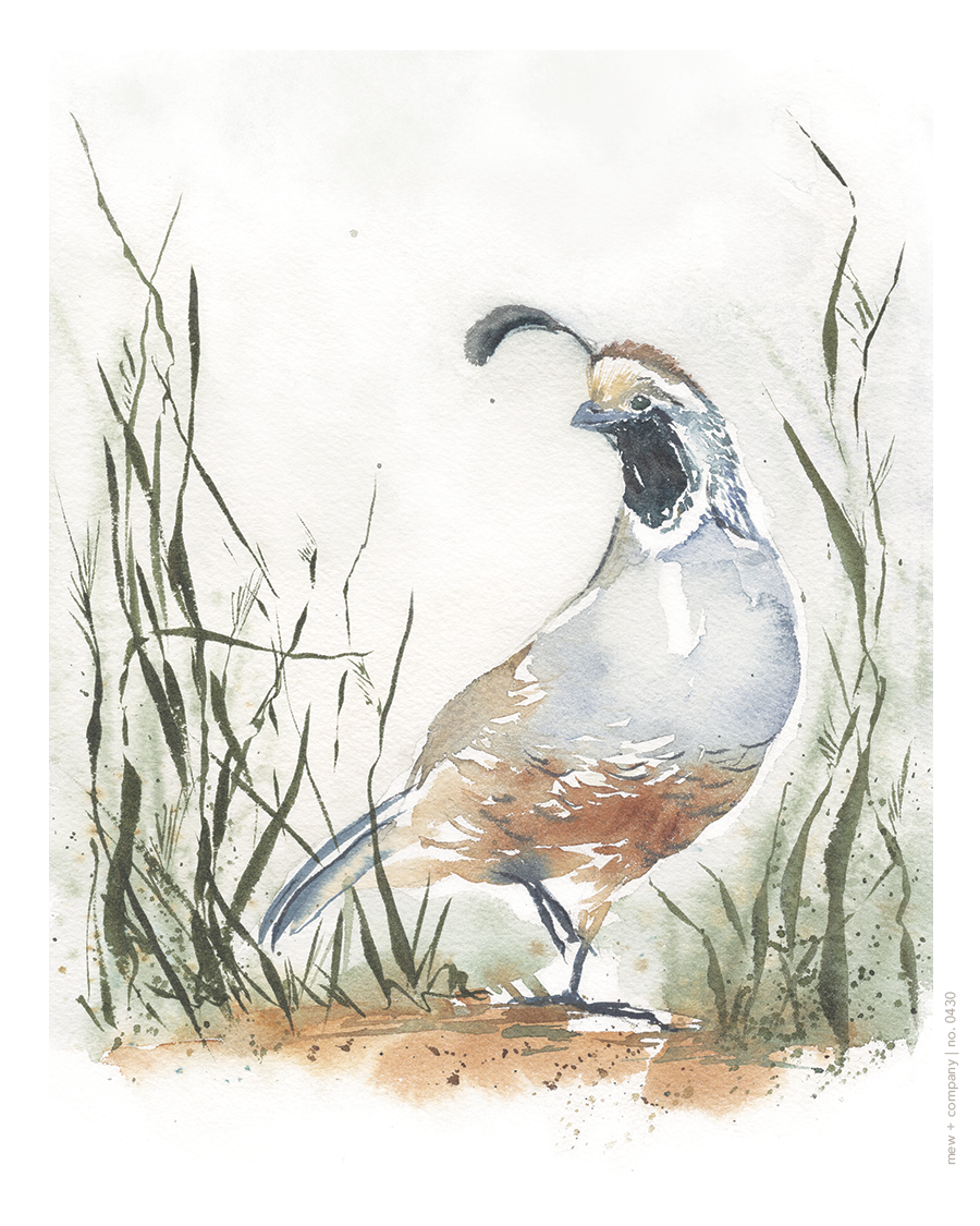 Art Print - Quail No. 0430