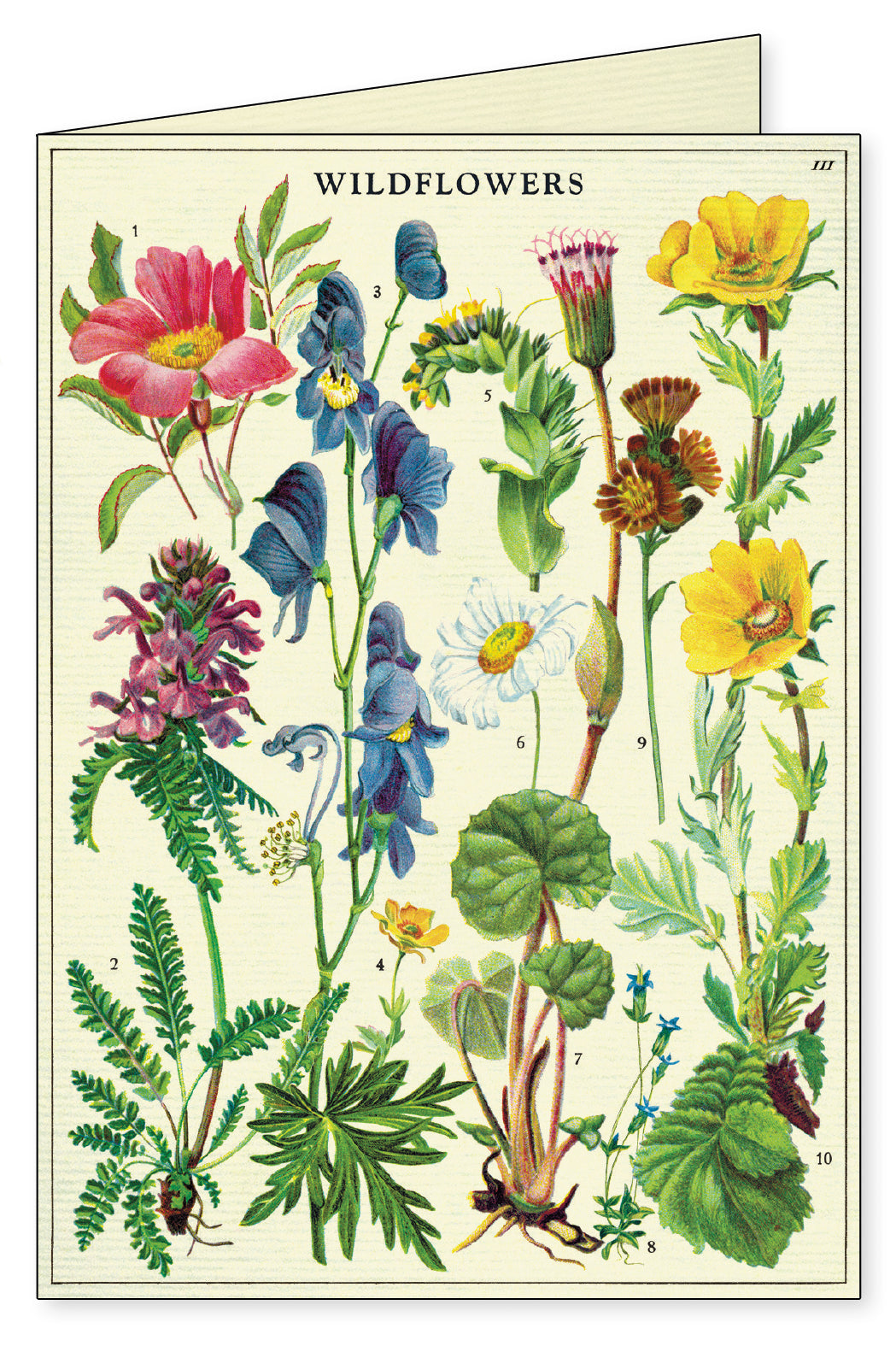 Cavallini Wildflowers Boxed Notecards
