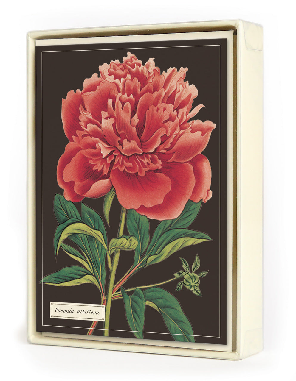 Cavallini Botanica Boxed Notecards