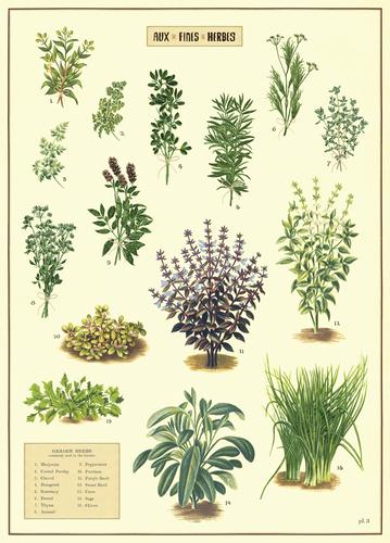 Herbs Poster/Wrap