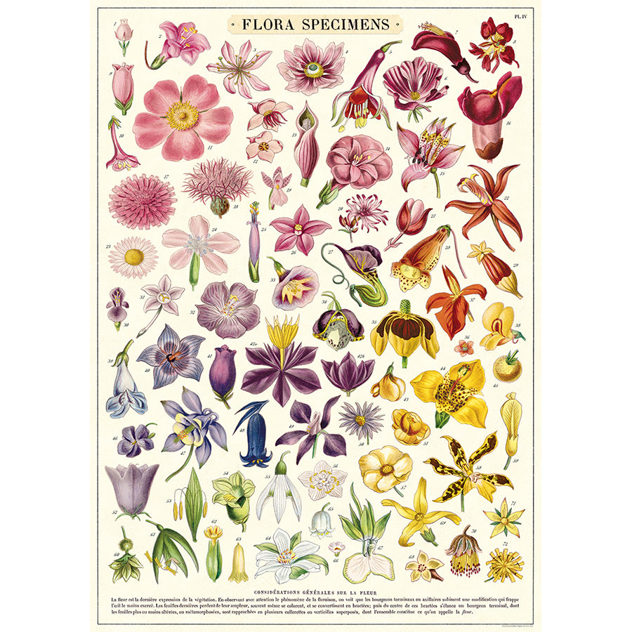 Flora Specimens Poster/Wrap