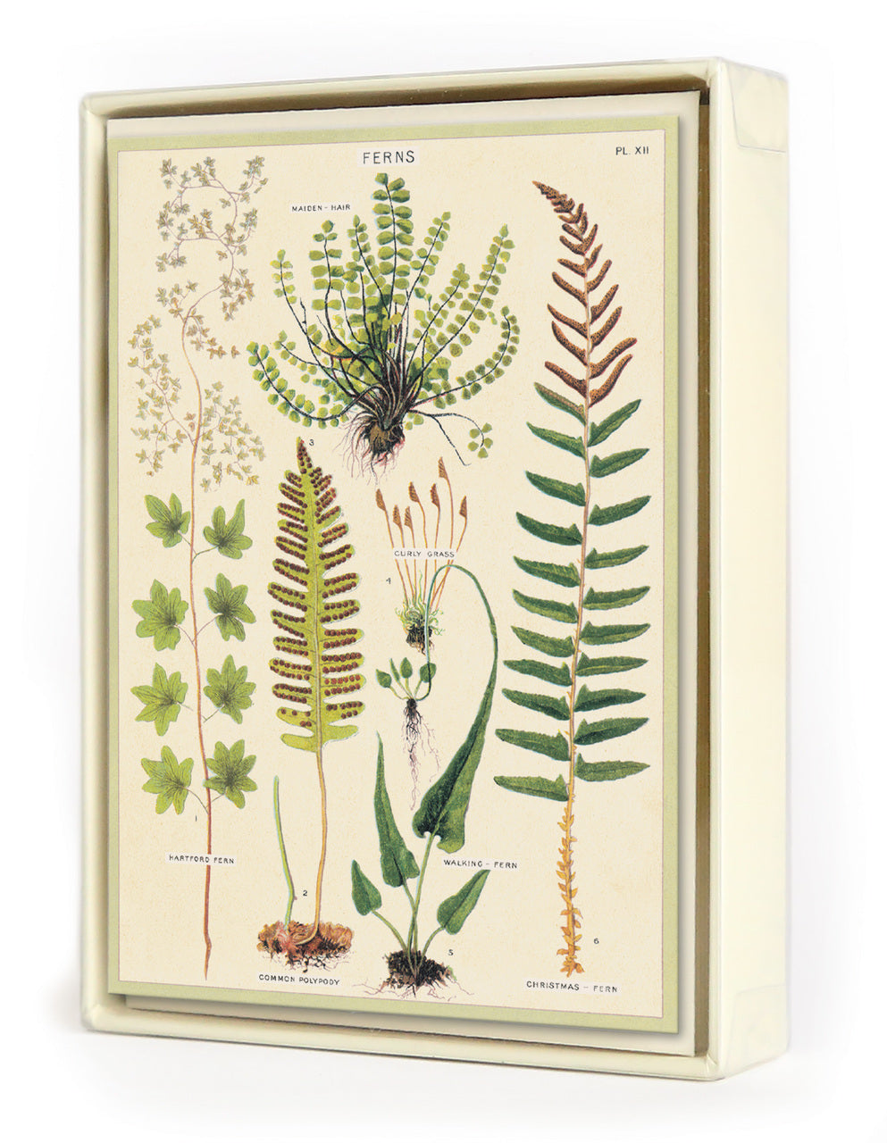 Cavallini Ferns Boxed Notecards