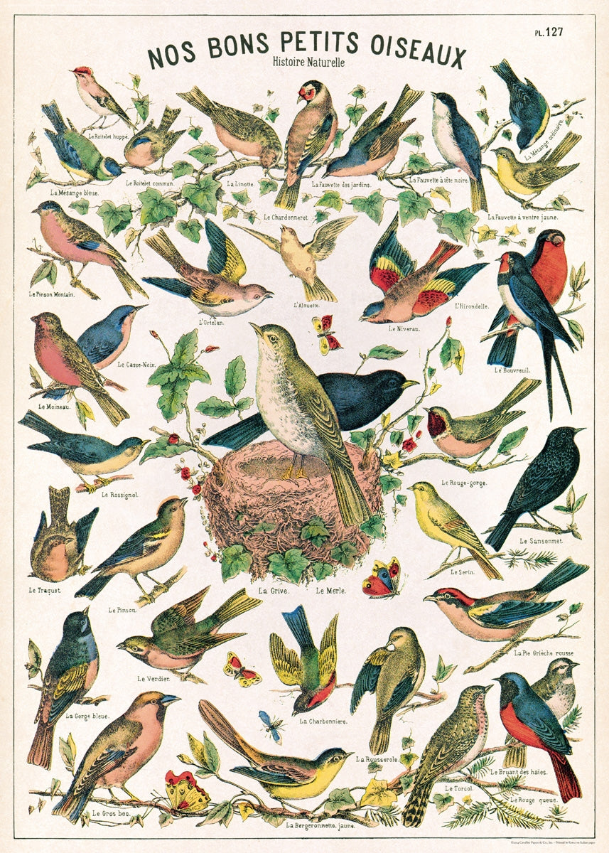Bird Chart Poster/Wrap