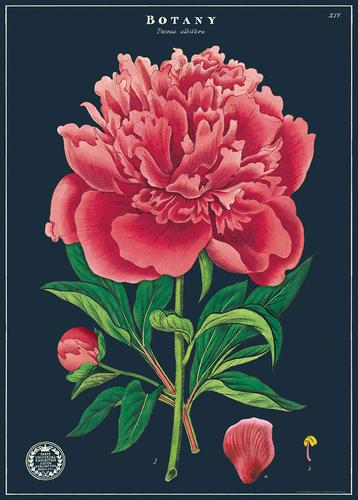 Botany Study Poster/Wrap