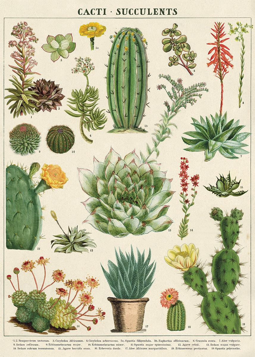 Cacti & Succulents Poster/Wrap