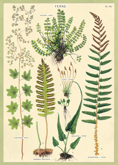 Ferns Poster/Wrap