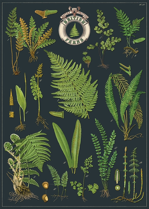 British Ferns Poster/Wrap