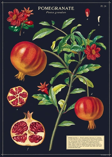Pomegranate Poster/Wrap