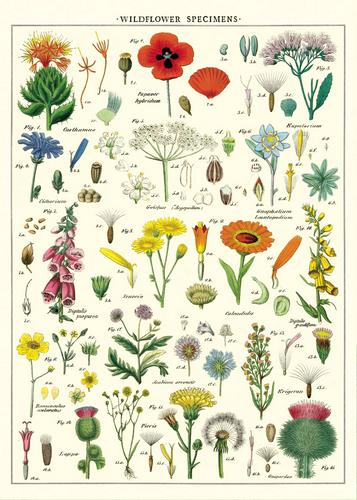Wildflowers Poster/Wrap