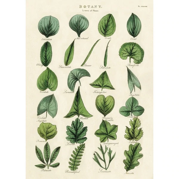 Botany Leaves Poster/Wrap